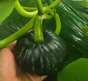 미니밤호박 4kg (8,900원/무료)