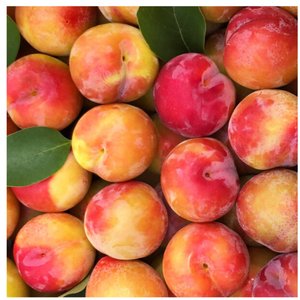 추희자두 3kg 고당도 왕특사이즈 150g 20개(19,650/무배)