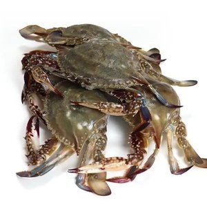 국내산 활 꽃게 2kg 조업 즉시 순차출고 (19,930원) (무배)