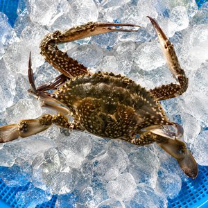 제철 생물 활숫꽃게 2kg 6-10미 네멤슈퍼적립 (18,610원/3,000원)