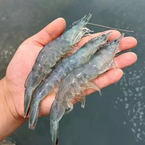 국내산 활 흰다리 새우 1kg (13,520원/무료)