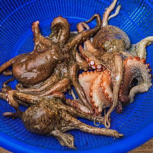 국내산 활 돌문어 당일조업 1kg 1-3미 (18,420원/무배)