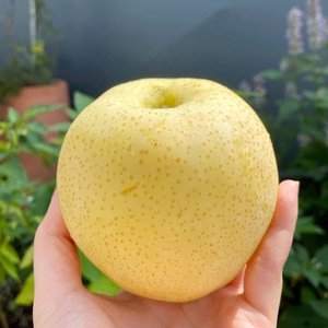 26년 첫수확 햇 황금배 4.5kg 중소과 (14~15과내외) (9,936원) (무료)