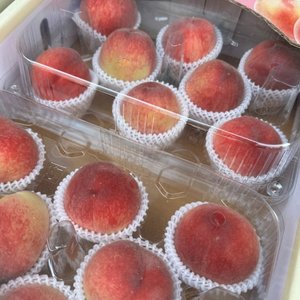 국내산 여름 털복숭아 4kg (11,950원/무료)